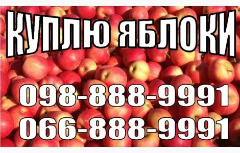 Куплю яблоки от 10 тонн на переработку (сок, пюре, повидло)