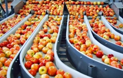 Куплю яблоки, покупаем, закупаем на переробку (пюре, сік, повідло, сок) оптом Днепр