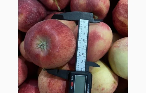 Продам яблука з власного саду