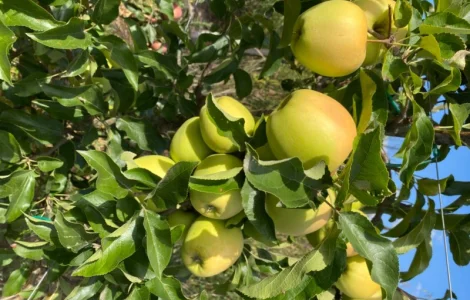 Продам яблука відмінної якості