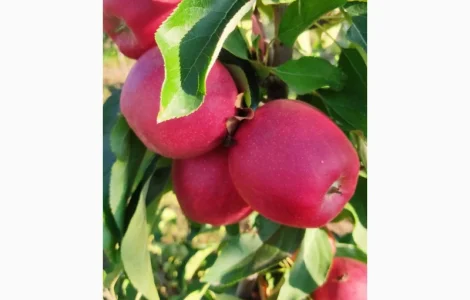 Продам Галу Венус