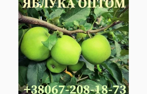 Продаю яблука оптом