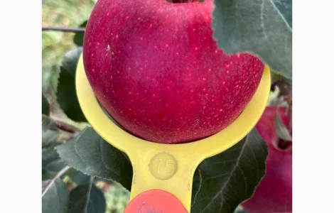 Продам яблука Гала Шнікорет, а також є сорти:джеромін, шолден, ерован, фуджі сан, голден парсі