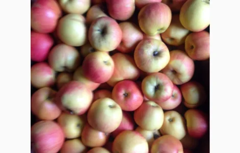 Прдам з складу яблука сорту айдаред