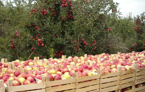 Куплю на переработку яблоко