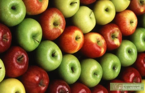 Закупка яблок для переработки