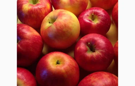 Купую яблука на переробку