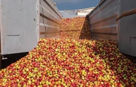 Куплю яблоки оптом (некондицию) на перероботку (сок, повидло) от населения Харьков