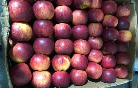 Продается свежие яблоки разных сортов