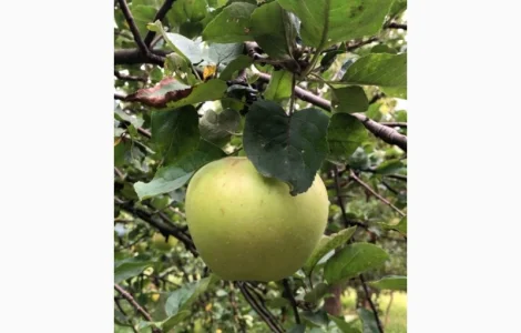 Купимо яблука Семиренко оптом від 20 тон