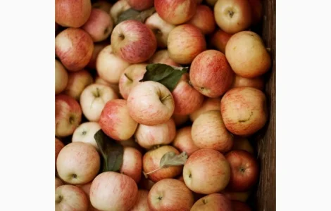 Купимо яблука другого сорту від 20 тон
