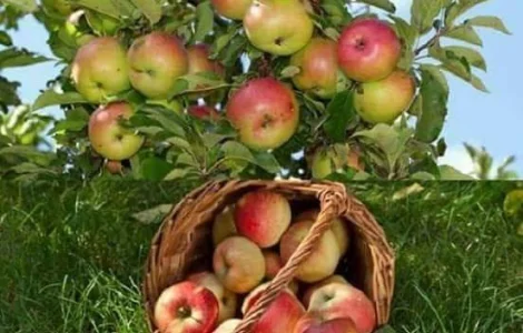 Шукаємо постачальників яблук по всій Україні від 10 тон