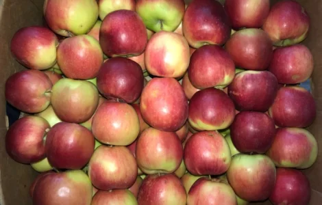 Продам яблуко різних сортів, гарної якості