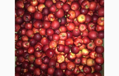 Продам яблука. Сорти: Дикоста, Рубінстар, Чорний принц, Голден, Найдарет, Флоріна