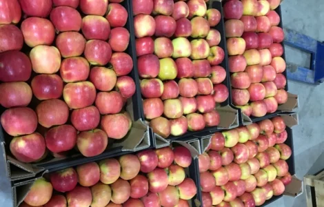 Продам якісне яблоко, з холодильника, оброблені смарт фрешом