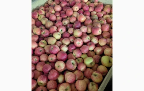 Продам яблука