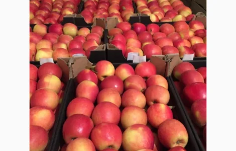Продам яблука