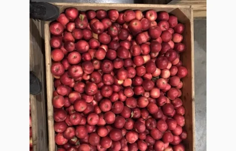 Продам яблука Айдарет