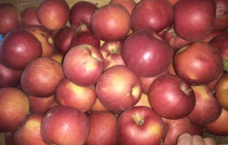 Продам высококачественное яблока, сорт Айдаред