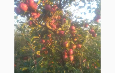 Продам яблоко