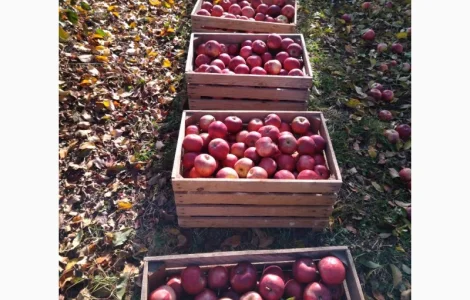 Продам яблоки сорта Флорина Голоден делишес крупного калибра недорого