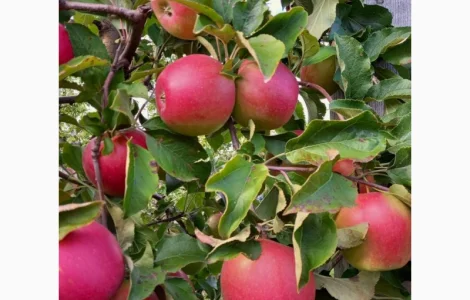 Продам яблука