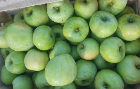 Продам яблуко із саду. Айдаред, Голден, Рене Семиренко, Джонаголд чорний принц, Голден