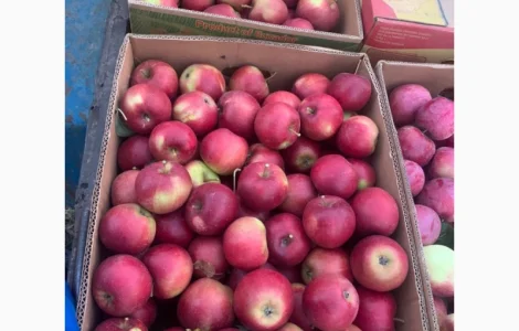 Продам яблука