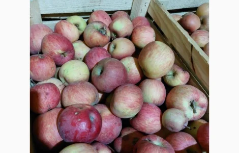 Продам яблука на сушку, сік, повидло