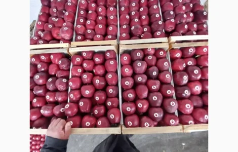 Продам яблука різних сортів