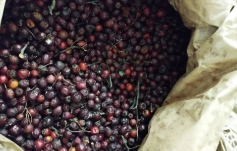 Продам глід заморожений