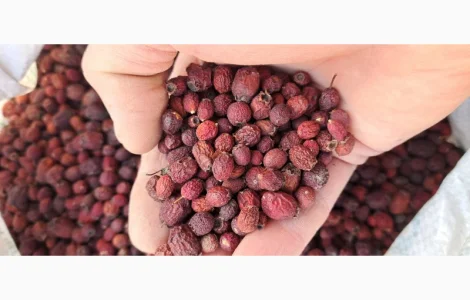 Куплю ягоди глоду сирі і сухі