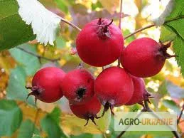 Продажа цветков боярышника