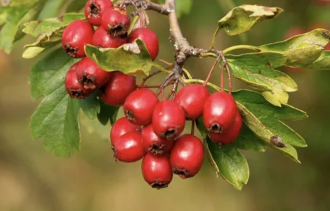 Куплю глід, бояришник