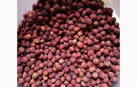 Закупаем Боярышник высушинный по Украине