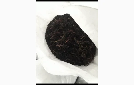 Куплю замороженную бузину и другие ягоды от 20 тонн