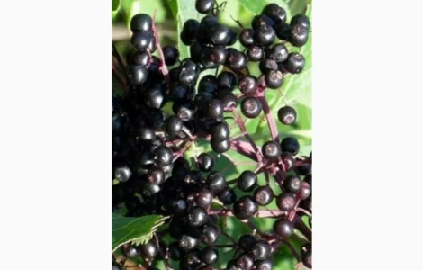 КУПИМ сухую ягоду бузины.Цены уточняйте