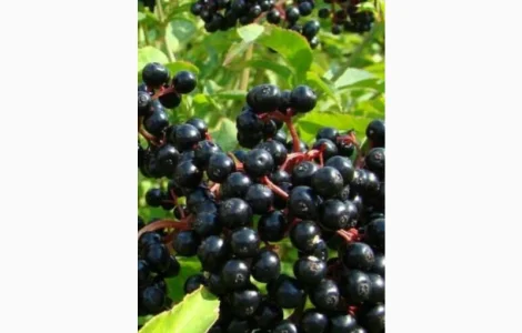 СУХУЮ ягоду бузины закупаем по украине.Самовывоз от 500 кг.хорошая цена