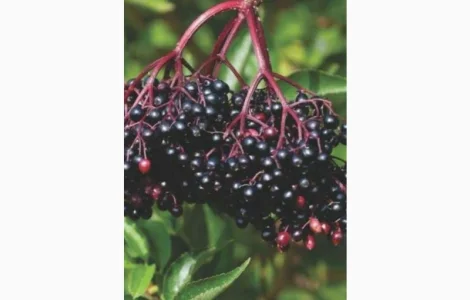 Хорошая цена на сухую бузину.закупаем по украине