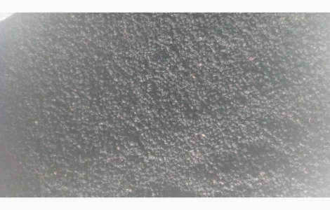 Куплю сухі ягоди бузини