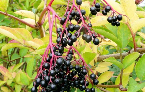 Куплю бузина ягоди свіжі/заморожені