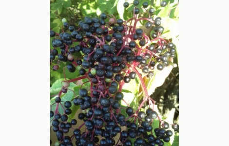 Купуємо ягоди бузини оптом у великих кількостях