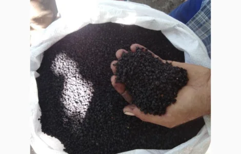 Закупівля плодів бузини