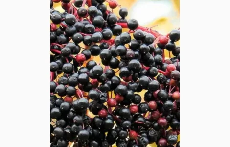 Купим СУХУЮ ягоду БУЗИНЫ.Хорошая цена