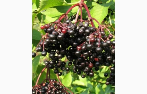 Покупаем сухую ягоду бузины по Украине – выгодные условия
