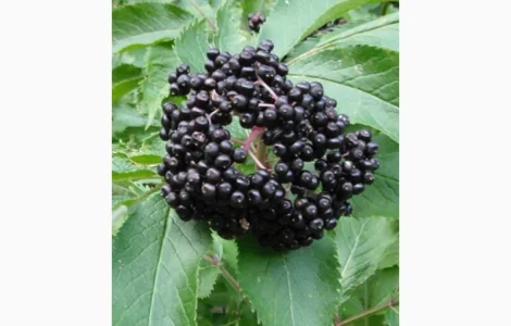 Закупаем Сухую ягоду Бузины оптом