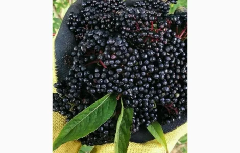 Купуємо суху бузину. Самовивіз за домовленістю.