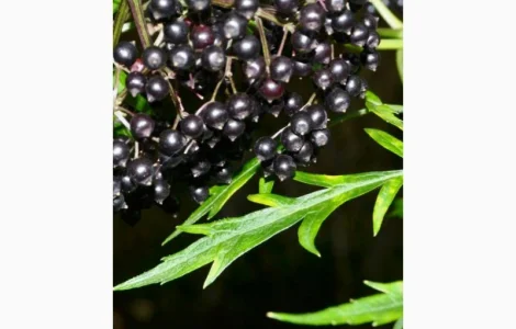 Купим сушеную бузину. Работаем с населением и оптовиками