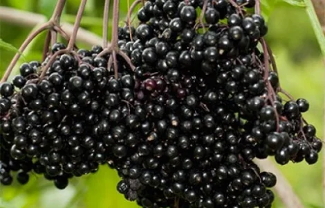 Куплю свіжу бузину