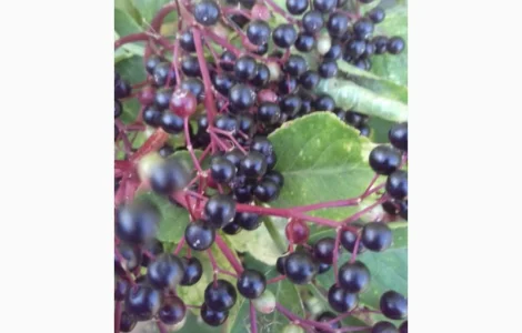 Сухую ягоду БУЗИНЫ закупаем от населения и заготовителей